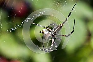 Spider wrapping hopper