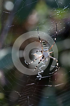 Spider wrapping hopper