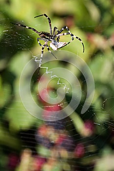 Spider wrapping hopper