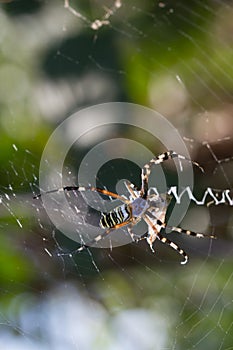 Spider wrapping hopper