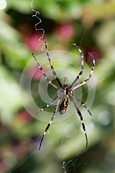 Spider wrapping hopper