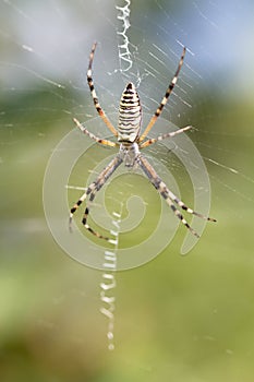 Spider wrapping hopper