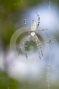 Spider wrapping hopper