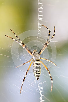 Spider wrapping hopper