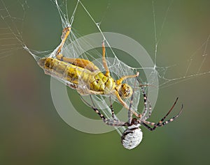 Spider wrapping hopper in web