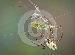 Spider wrapping hopper in web