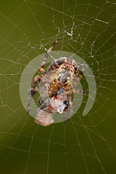 spider wraps its victim in a web