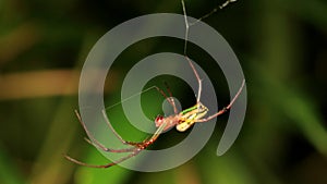 The Spider (Leucauge Blanda) on Spiderweb