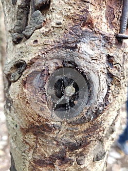 Spider in tree hole