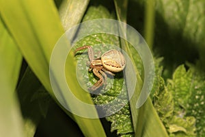 Spider (Xysticus erraticus)