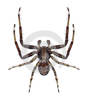 Spider Xysticus mongolicus