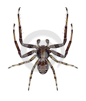 Spider Xysticus mongolicus photo