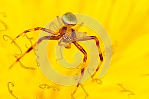 A spider on a yellow dandelion flower