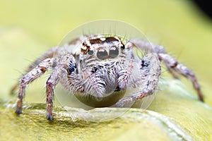 Spider on yellow floor