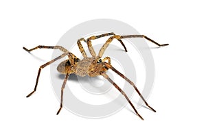 Spider Zoropsis spinimana