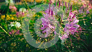 spiderflower blooming beautifully, accepting sunlight