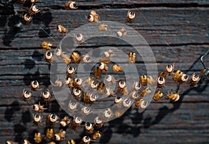 Spiderlings just hatched on a web