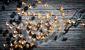 Spiderlings just hatched on a web