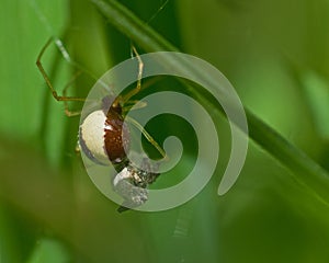 SpiderNeottiura bimaculata