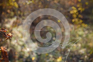 Spidernet in sunlight on blurry background