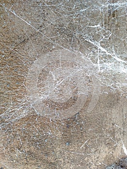 Spidernet  texture