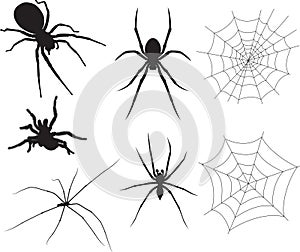 Spiders