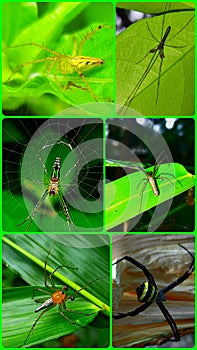 All Types of spider Collection for science book photo
