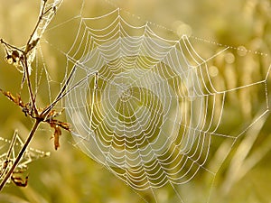 Spiders cobweb on a meadow at sunrise