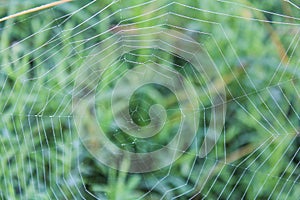 Spiders cobweb with small drop of water, morning dew