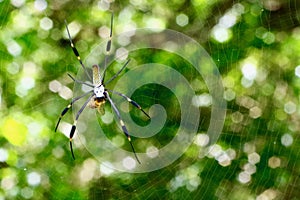 Spiders, Costa Rica, Central America