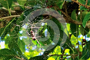 Spiders, Costa Rica, Central America