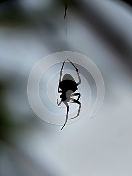 spiders depend on darkness photo