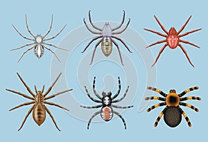 Spiders. Different toxic insects decent vector realistic top view illustrations of various spiders