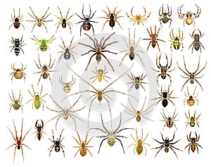 Spiders. Diversity. Close up
