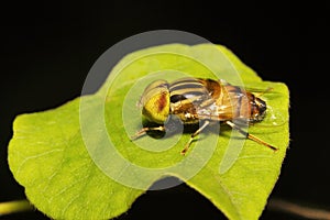 Spiders, Eristalinus sp, Syrphidaey, Aarey milk colony Mumbai