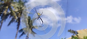 Spiders make webs or nests to catch prey or insects. photo taken in Majene, West Sulawesi, Indonesia on June 11, 2022