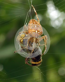 Spiders in the nature