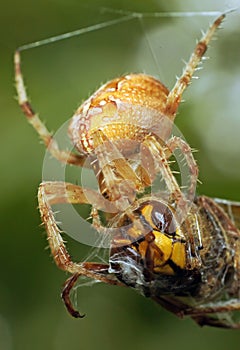 Spiders in the nature