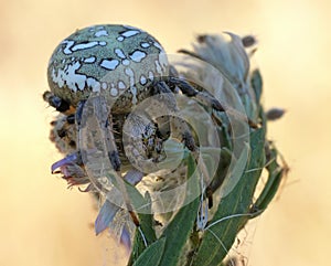 Spiders in the nature