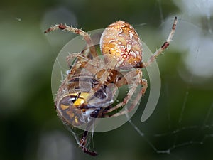 Spiders in the nature