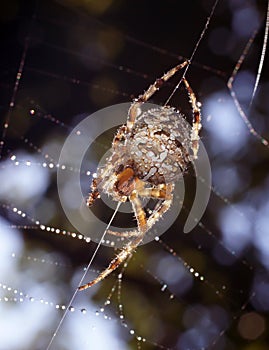 Spiders in the nature
