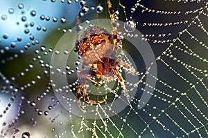 Spiders in the nature
