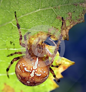 Spiders in the nature