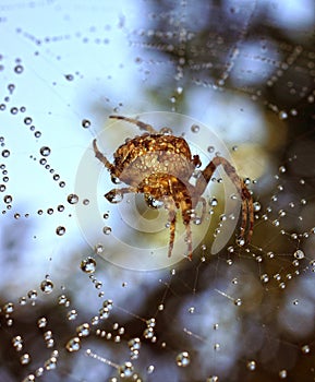 Spiders in the nature