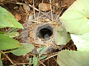 Spiders nest with offspring and mother in Swaziland