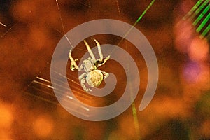 Spiders hunt in the net at night