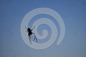 spiders are not against heaven. Divjaka-Caravan National Park. Albania