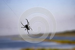 spiders are not against heaven. Divjaka-Caravan National Park. Albania