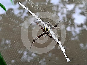 Spiders & x28;Ordo Araneae& x29; are members of the Phylum Arthropoda that have high adaptation to various conditions