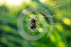 Spiders and prey in webs